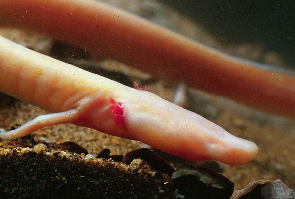 Những[-]loài[-]vật[-]kinh[-]dị[-]"hiếm[-]có[-]khó[-]tìm"[-]trên[-]thế[-]giới[-]2